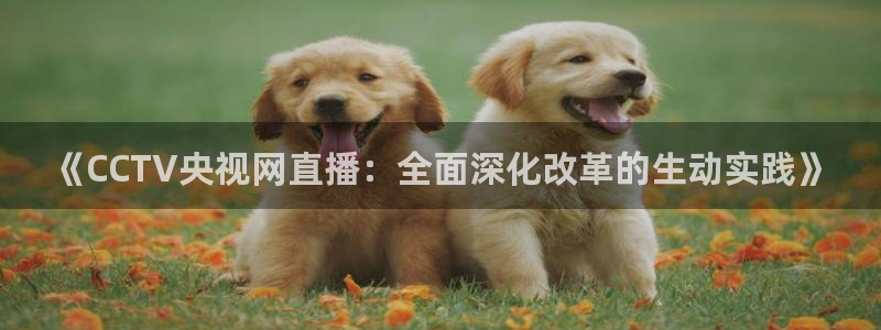 小九直播nba在线观看：《CCTV央视网直播：全面深化改革的生动实践》