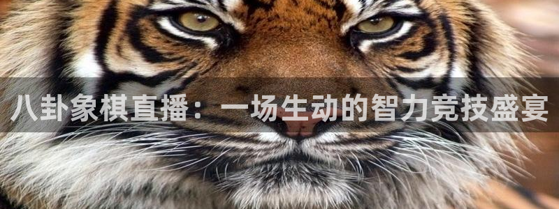 小九直播篮球nba：八卦象棋直播：一场生动的智力竞技盛宴